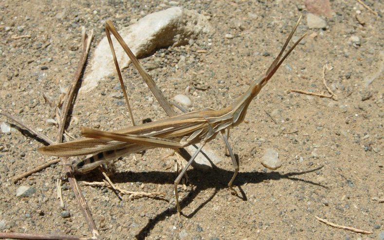 Da Creta: Truxalis nasuta (Orthoptera, Acrididae)